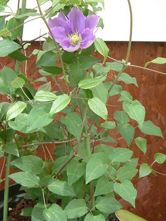 �N���}�`�X(Clematis)