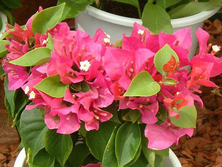 �u�[�Q���r���A(Bougainvillea)