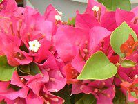 �u�[�Q���r���A(Bougainvillea)