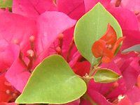 �u�[�Q���r���A(Bougainvillea)