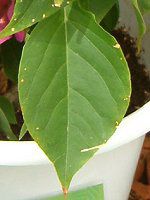 �u�[�Q���r���A(Bougainvillea)