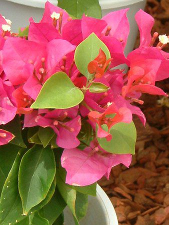 �u�[�Q���r���A(Bougainvillea)