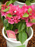�u�[�Q���r���A(Bougainvillea)