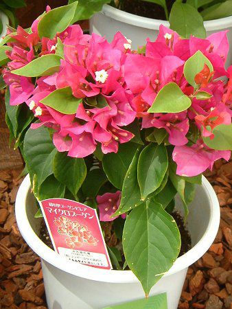�u�[�Q���r���A(Bougainvillea)
