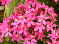 �G�s�f���h����(Epidendrum)