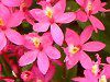 �G�s�f���h����(Epidendrum)