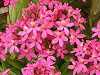�G�s�f���h����(Epidendrum)