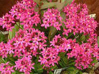 �G�s�f���h����(Epidendrum)