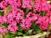 �G�s�f���h����(Epidendrum)