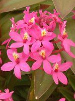 �G�s�f���h����(Epidendrum)