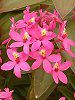 �G�s�f���h����(Epidendrum)