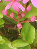 �G�s�f���h����(Epidendrum)