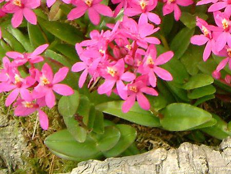 �G�s�f���h����(Epidendrum)