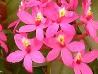 �G�s�f���h����(Epidendrum)