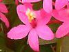 �G�s�f���h����(Epidendrum)