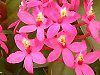 �G�s�f���h����(Epidendrum)