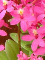 �G�s�f���h����(Epidendrum)