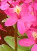 �G�s�f���h����(Epidendrum)