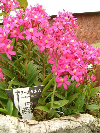 �G�s�f���h����(Epidendrum)