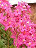 �G�s�f���h����(Epidendrum)