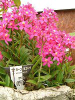 �G�s�f���h����(Epidendrum)