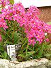 �G�s�f���h����(Epidendrum)