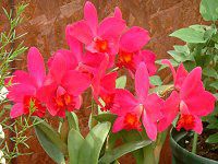 �J�g���A(Cattleya) 