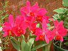 �J�g���A(Cattleya) 