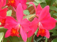 �J�g���A(Cattleya) 