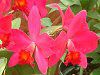 �J�g���A(Cattleya) 