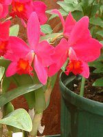 �J�g���A(Cattleya) 