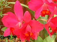 �J�g���A(Cattleya) 