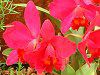 �J�g���A(Cattleya) 