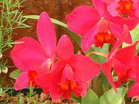 �J�g���A(Cattleya) 