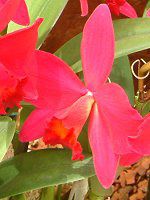 �J�g���A(Cattleya) 