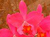 �J�g���A(Cattleya) 