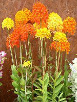 �G�s�f���h����(Epidendrum)