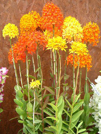 �G�s�f���h����(Epidendrum)