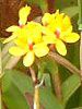 �G�s�f���h����(Epidendrum)