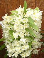 �f���h���r�E��(Dendrobium)