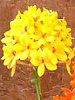 �G�s�f���h����(Epidendrum)