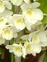 �f���h���r�E��(Dendrobium)