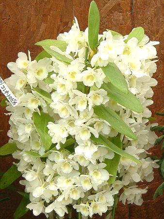 �f���h���r���[��-white