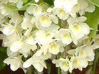 �f���h���r�E��(Dendrobium)