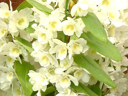 �f���h���r�E��(Dendrobium) 