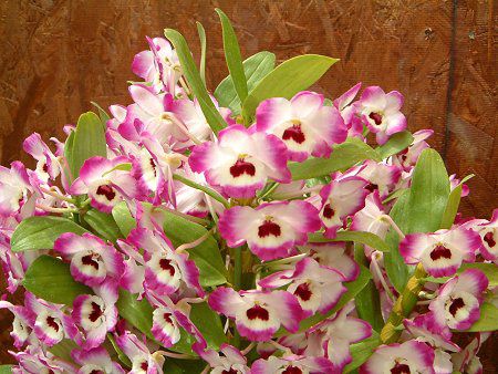�f���h���r�E��(Dendrobium) 