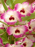 �f���h���r�E��(Dendrobium)