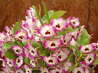 �f���h���r�E��(Dendrobium)