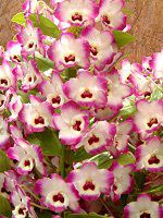 �f���h���r�E��(Dendrobium)
