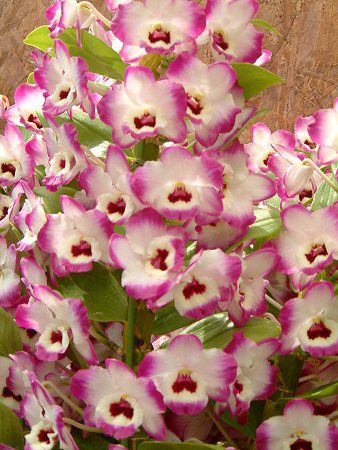 �f���h���r�E��(Dendrobium) 